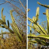 Leptocereus arboreus, Pan de Matanzas, Cu ©Jose Miguel Acuña.jpg